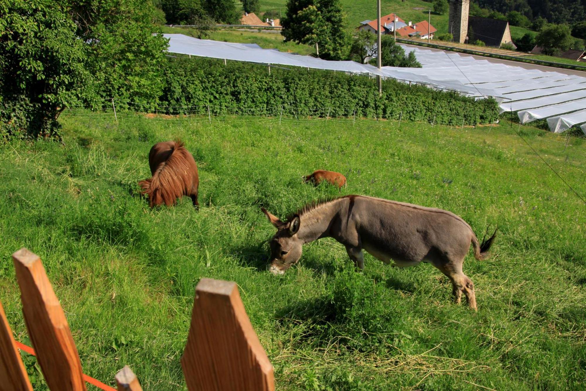 Ausservogelweiderhof ライオーン エクステリア 写真